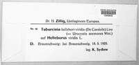 Tuburcinia hellebori-viridis image